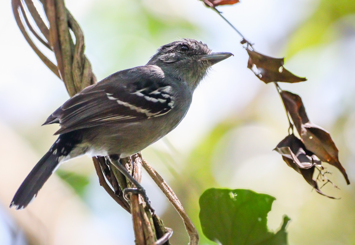 Variable Antshrike - ML623718412