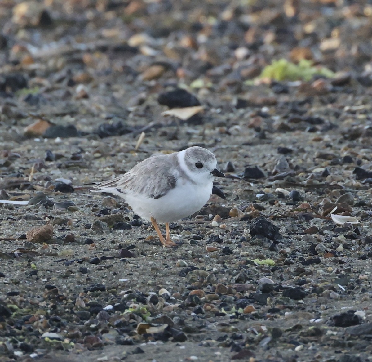 Piping Plover - ML623718418