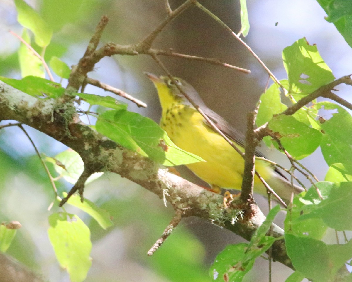 Canada Warbler - ML623718431