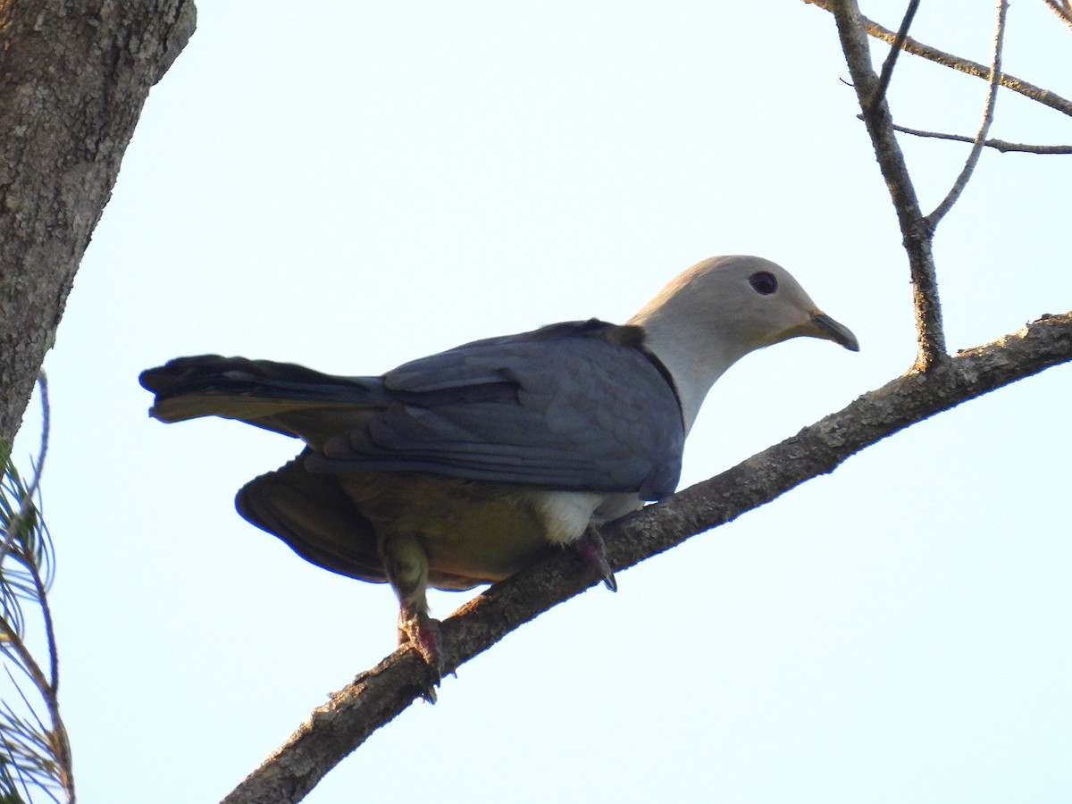 Gray Imperial-Pigeon - ML623718447