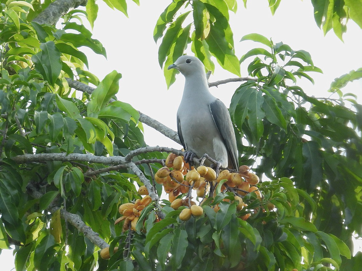 Gray Imperial-Pigeon - ML623718448