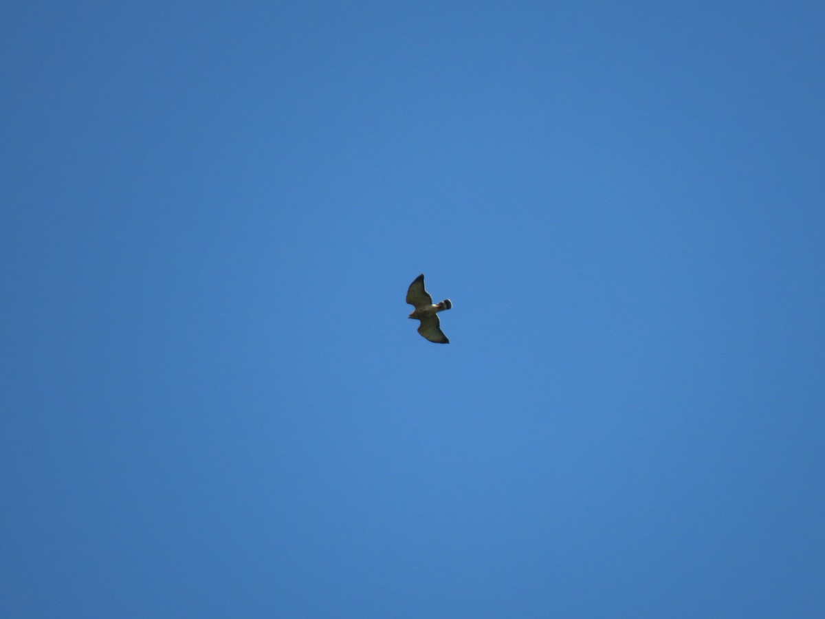 Broad-winged Hawk - Doug Graham