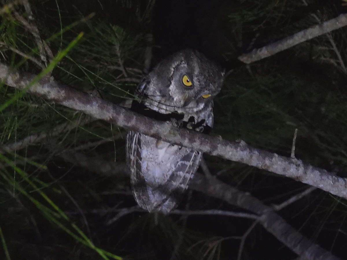 Mantanani Scops-Owl - ML623718473