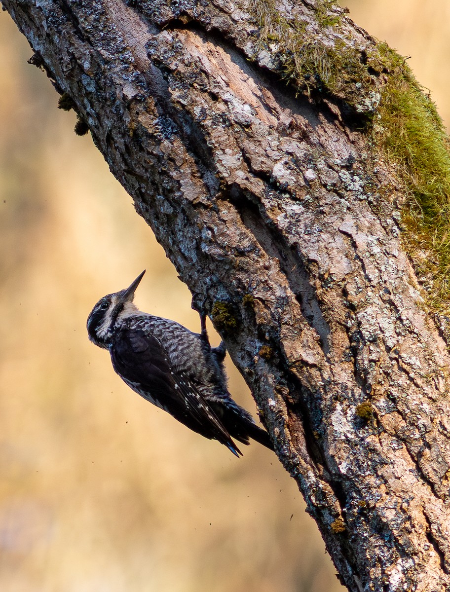 Eurasian Three-toed Woodpecker - ML623718482