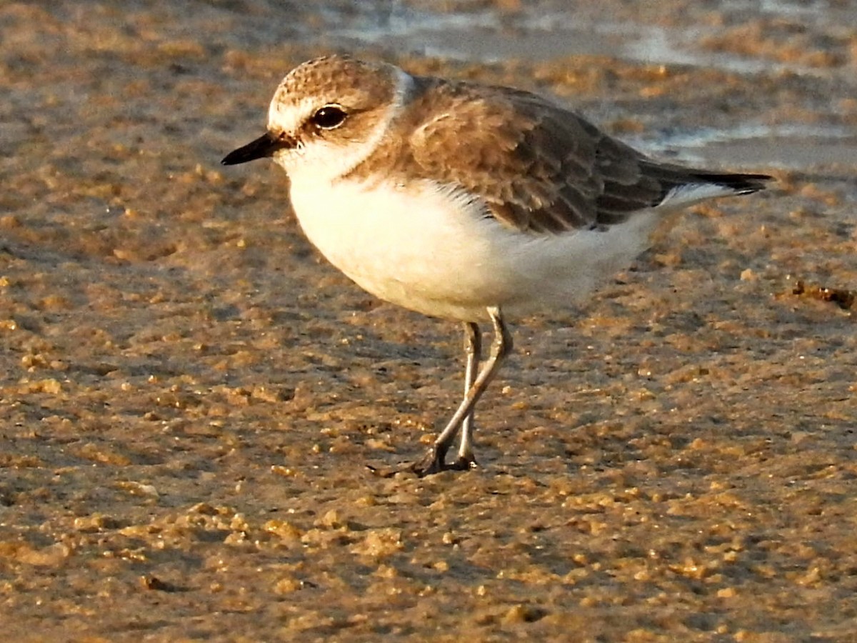 Little Ringed Plover - ML623718492