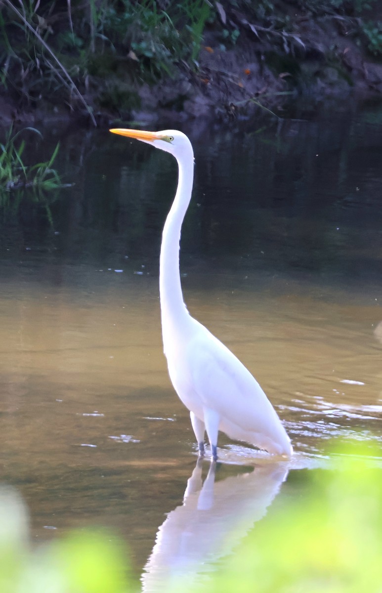 Great Egret - ML623718517