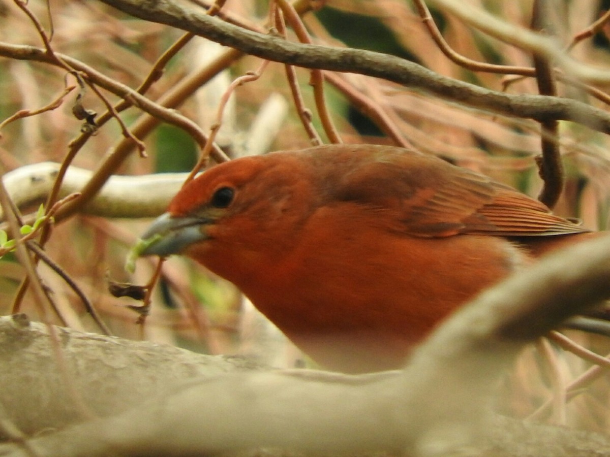 Hepatic Tanager - ML623718519