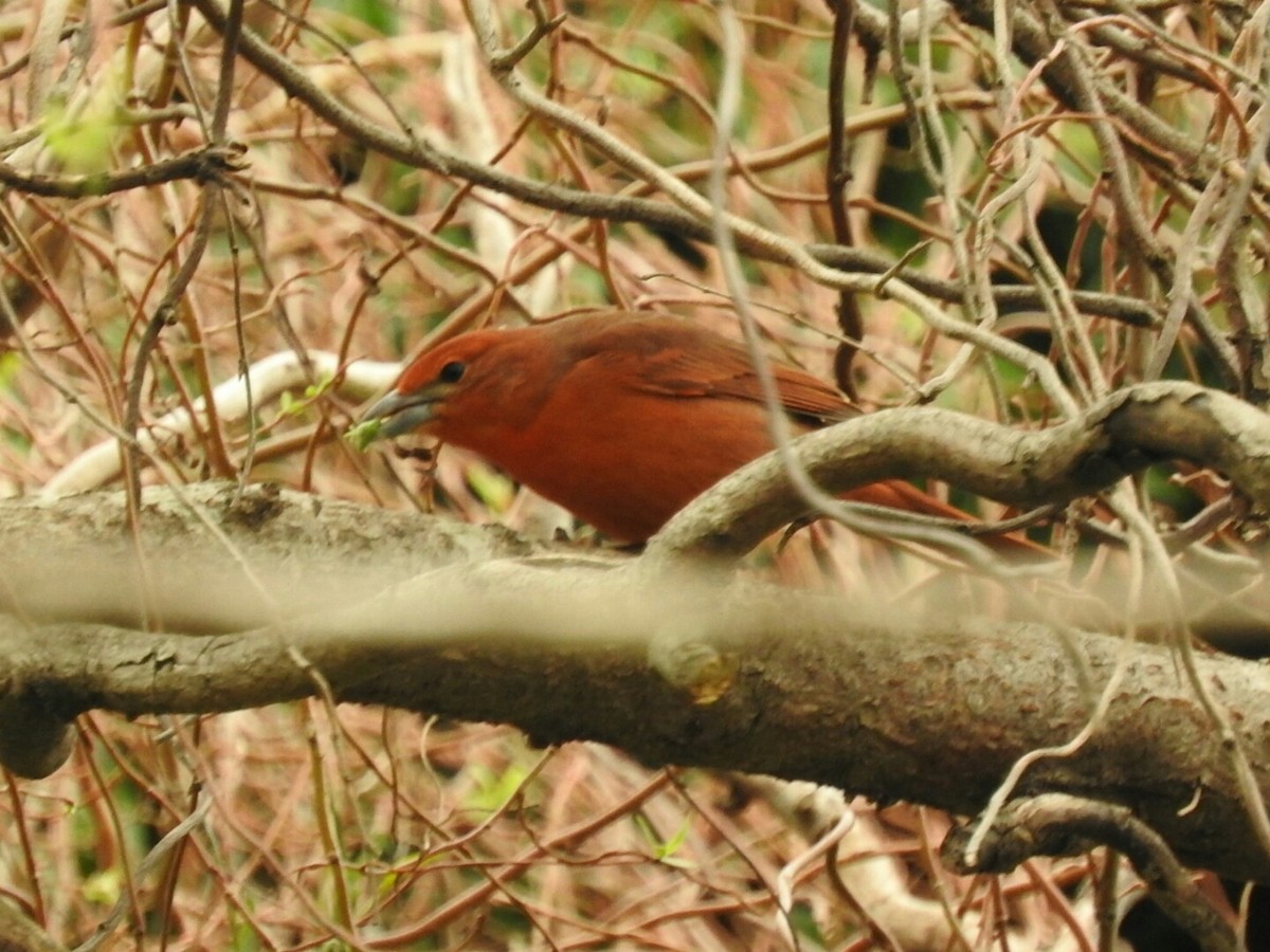 Hepatic Tanager - ML623718521