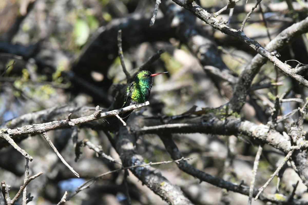 Glittering-bellied Emerald - ML623718530