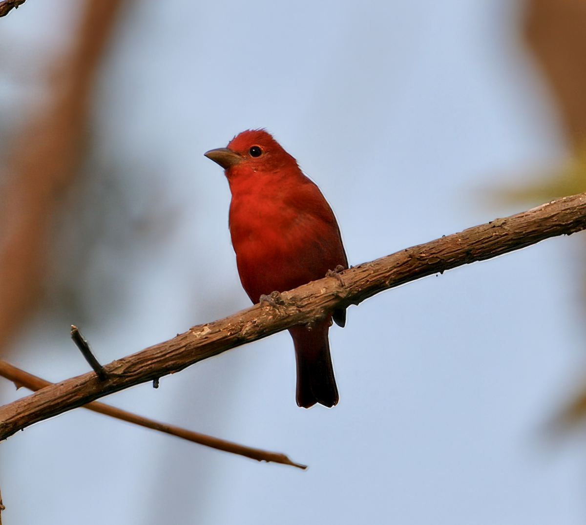 Summer Tanager - ML623718539