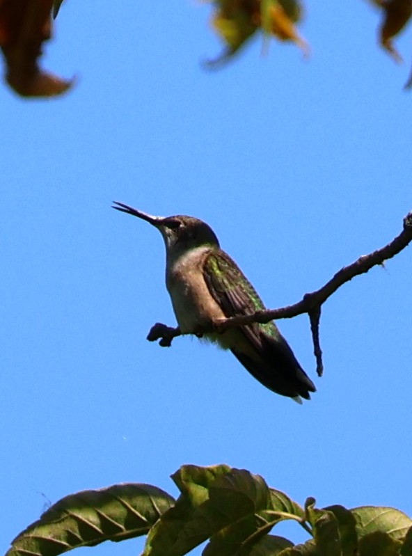 Ruby-throated Hummingbird - ML623718549