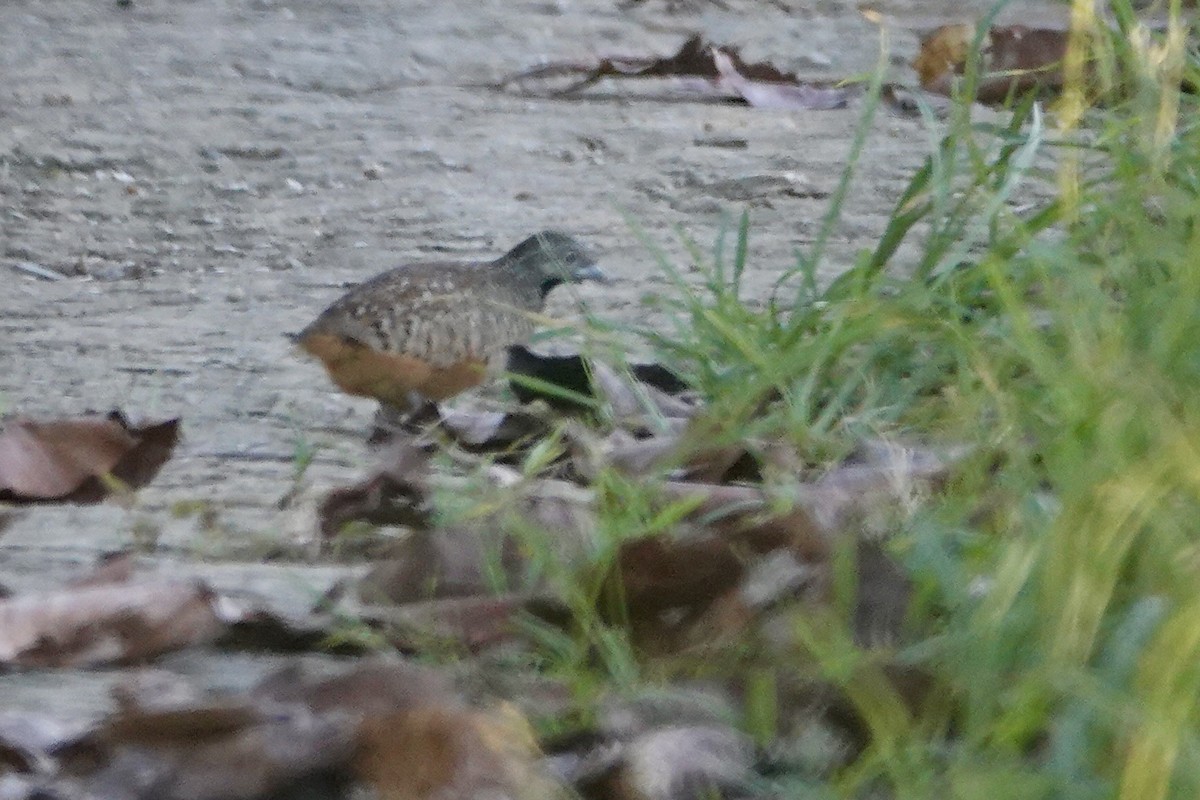 Barred Buttonquail - ML623718569