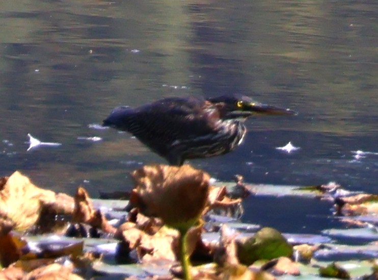 Green Heron - Daniel Emlin