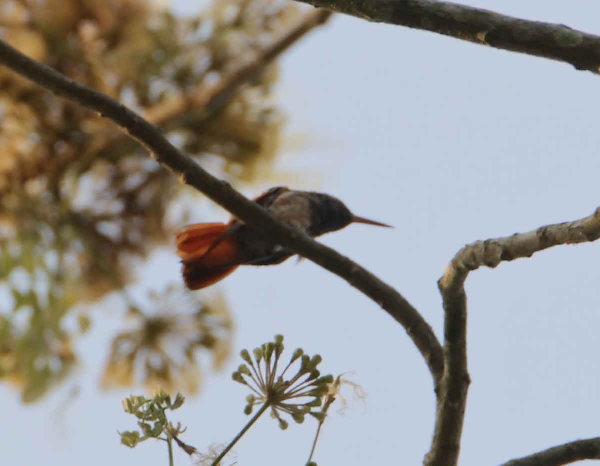 Chestnut-bellied Hummingbird - ML623718597