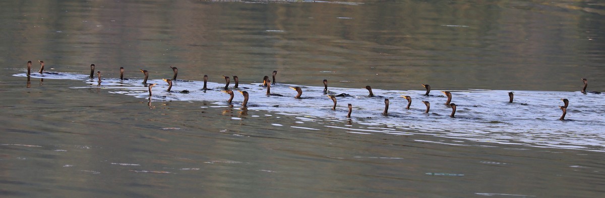 Double-crested Cormorant - ML623718612