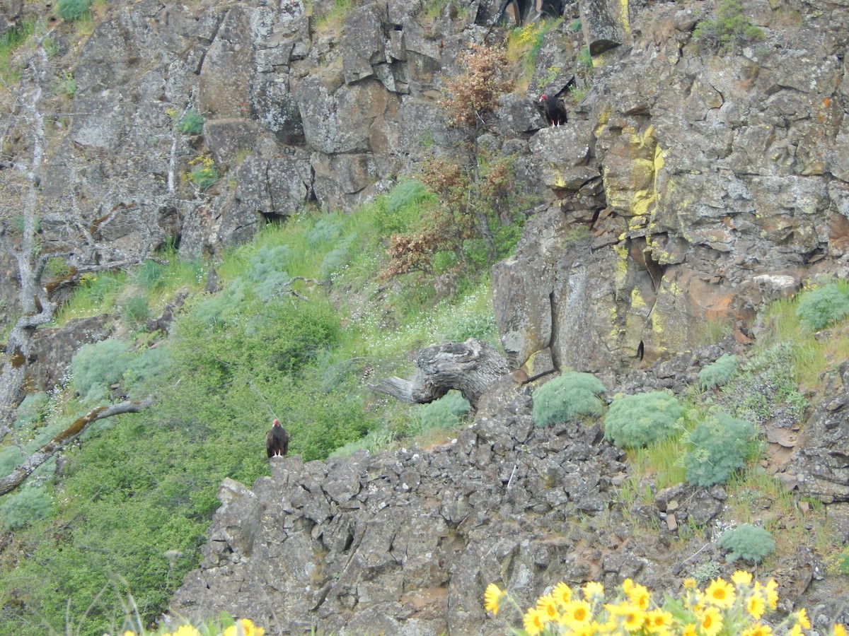 Turkey Vulture - ML623718627