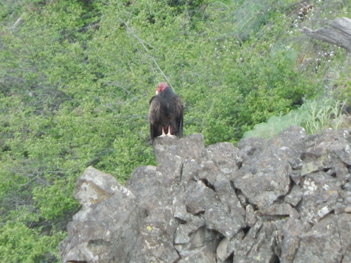 Turkey Vulture - ML623718628