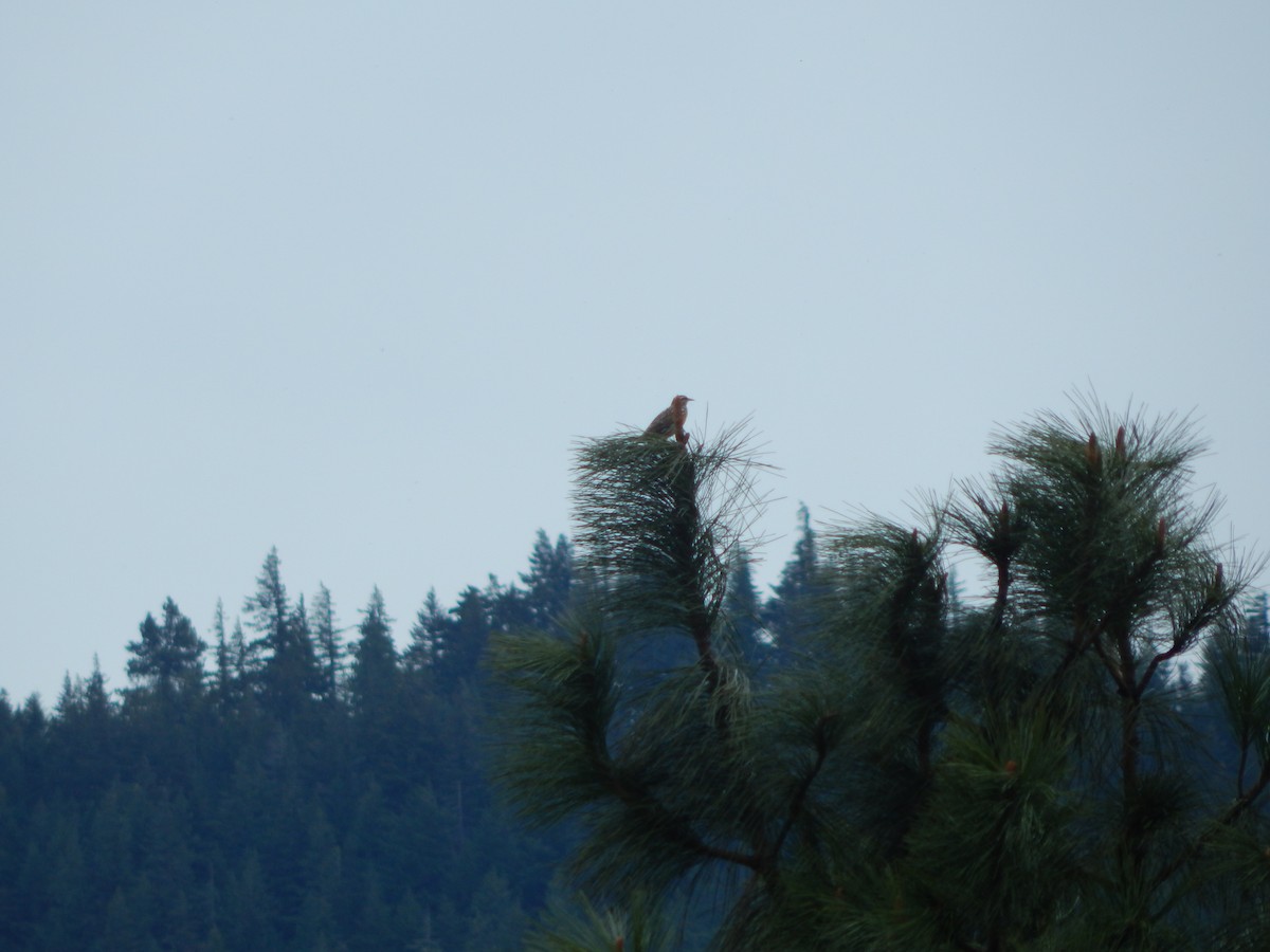 Western Meadowlark - ML623718640