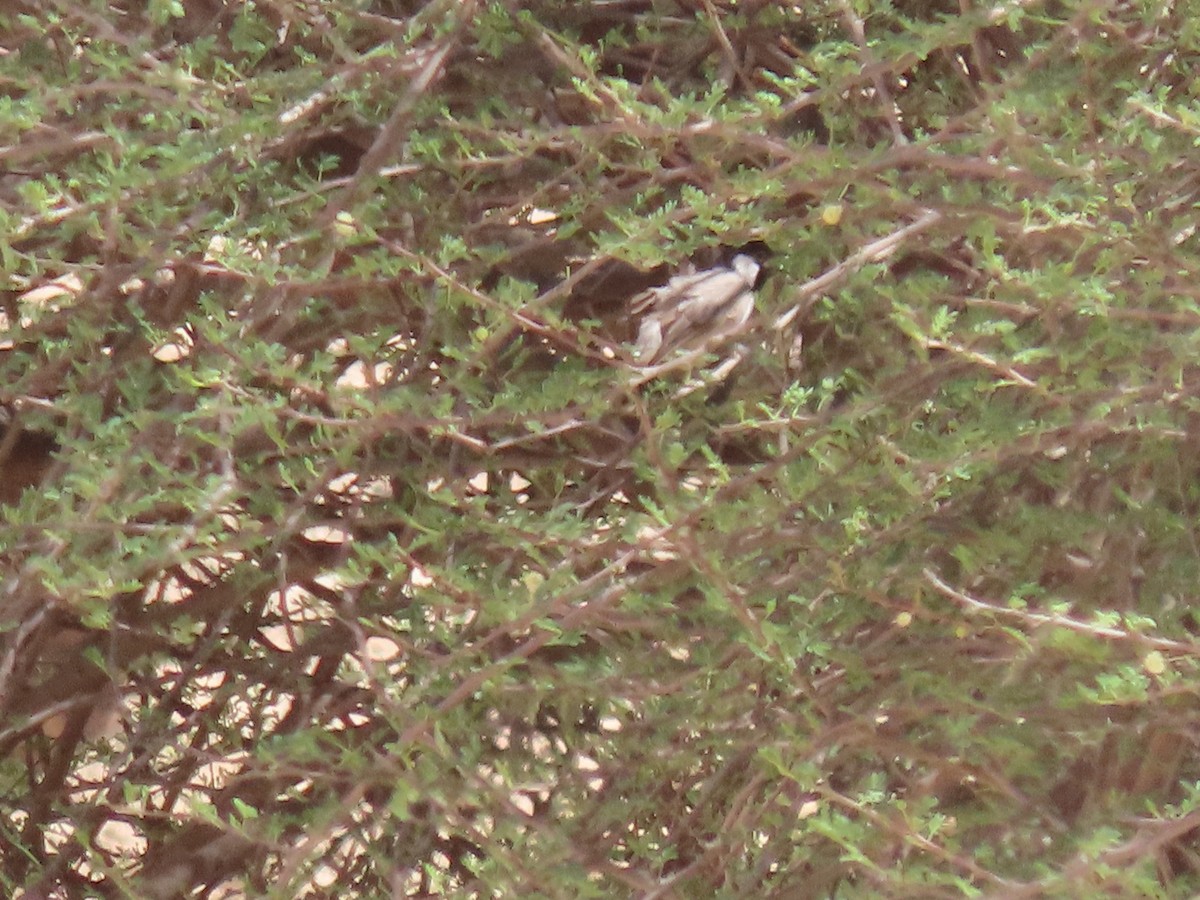 White-eared Bulbul - ML623718642