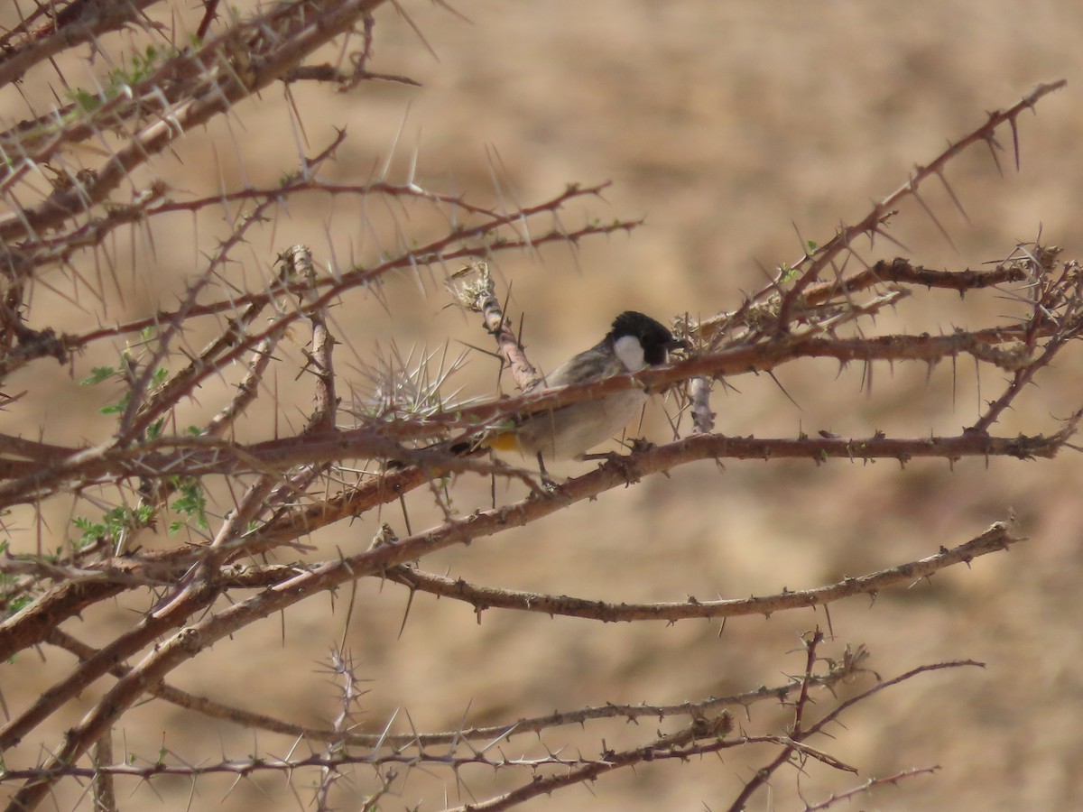 White-eared Bulbul - Thomas Brooks