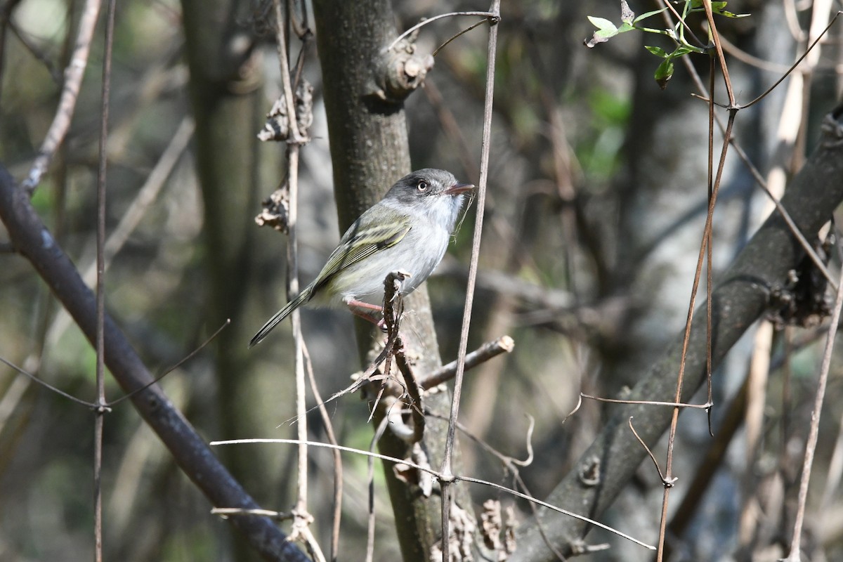 Pearly-vented Tody-Tyrant - ML623718659