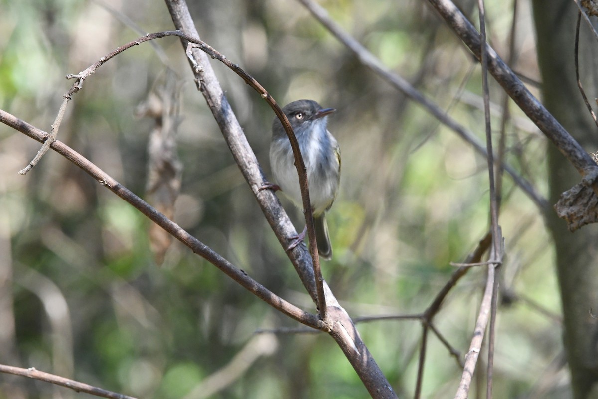 Pearly-vented Tody-Tyrant - Sebastián Dardanelli