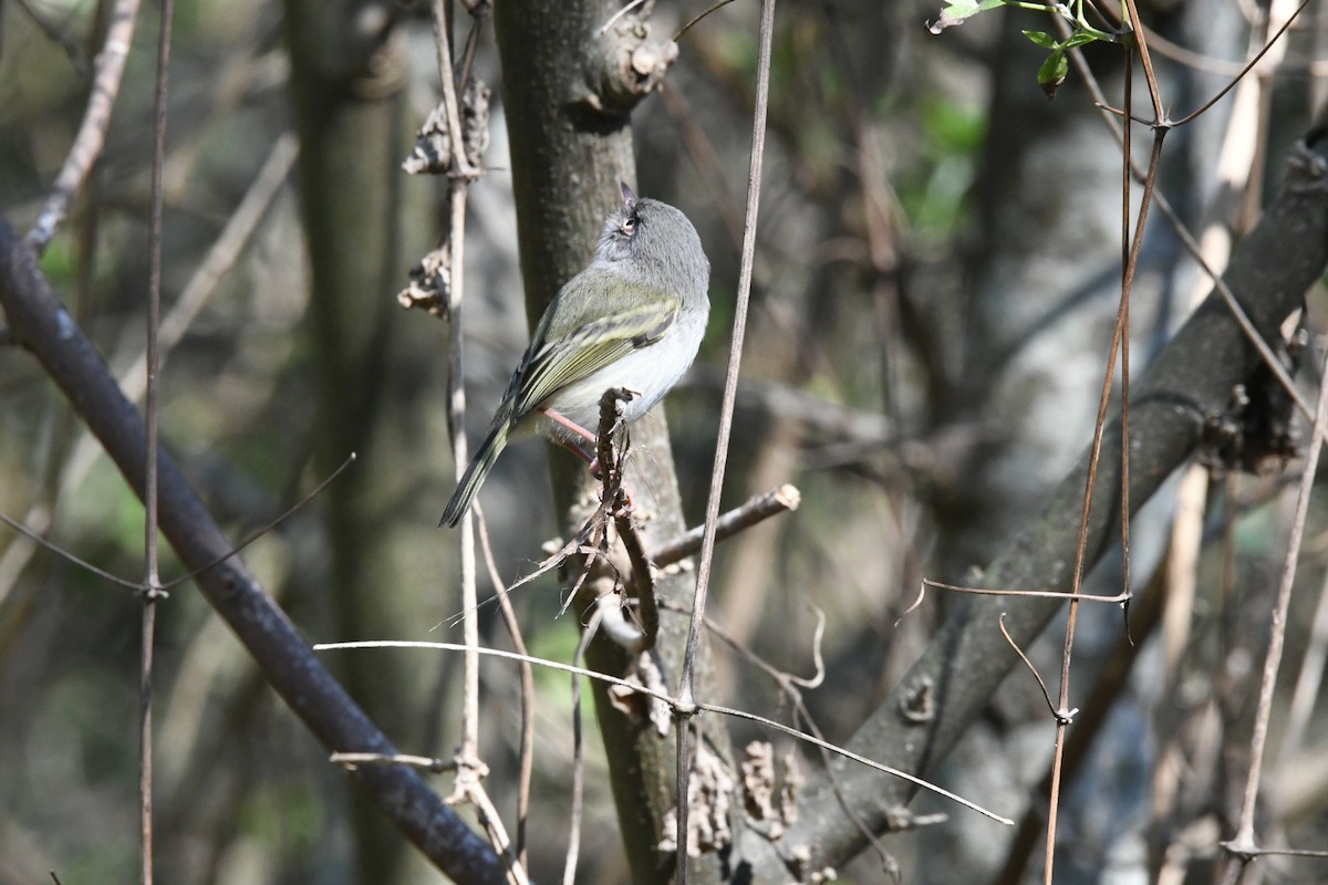 Pearly-vented Tody-Tyrant - Sebastián Dardanelli