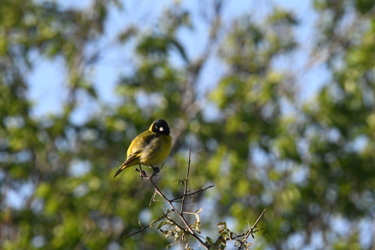 Hooded Siskin - ML623718730