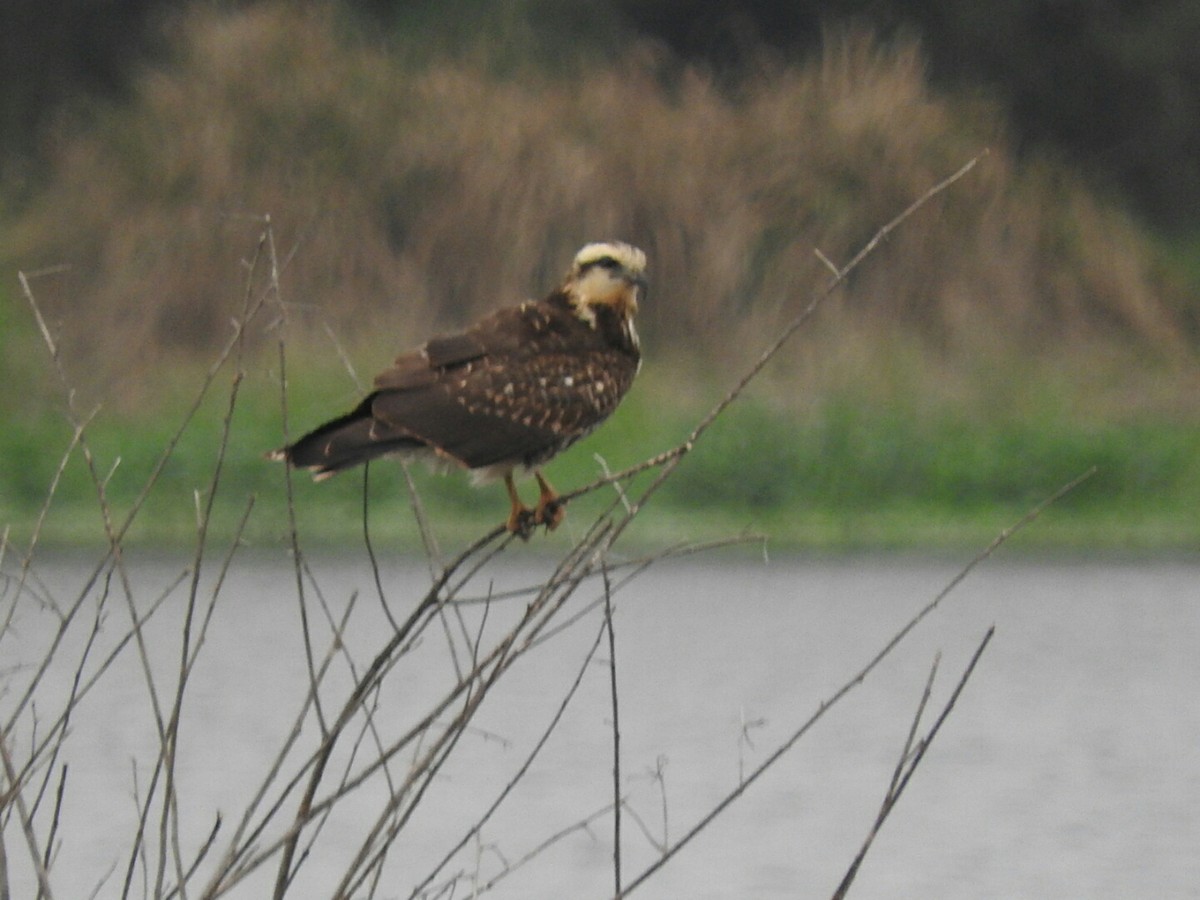 Snail Kite - ML623718773