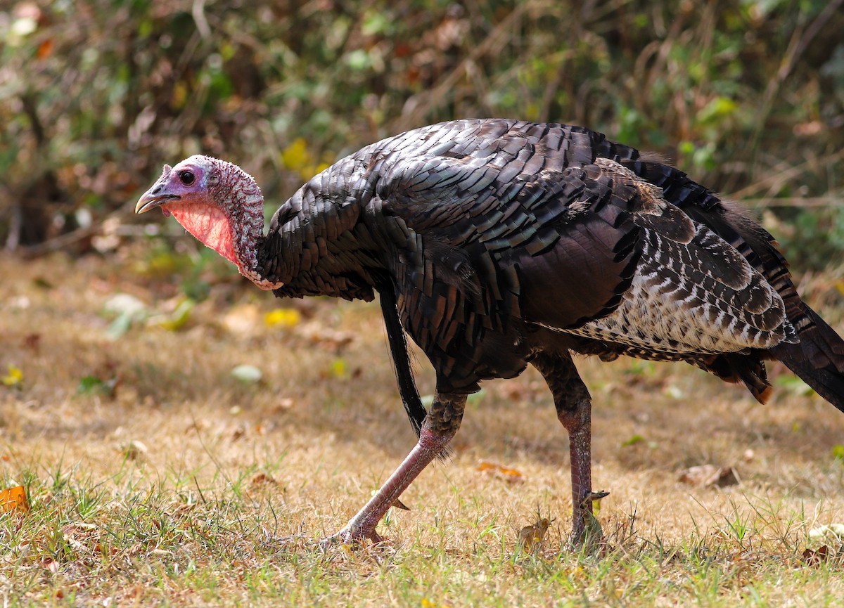 Wild Turkey - Rachel Ribeiro