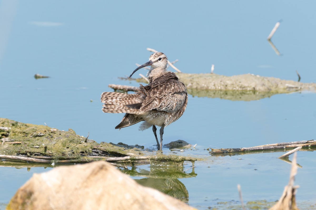 Whimbrel - Victoria Pepe