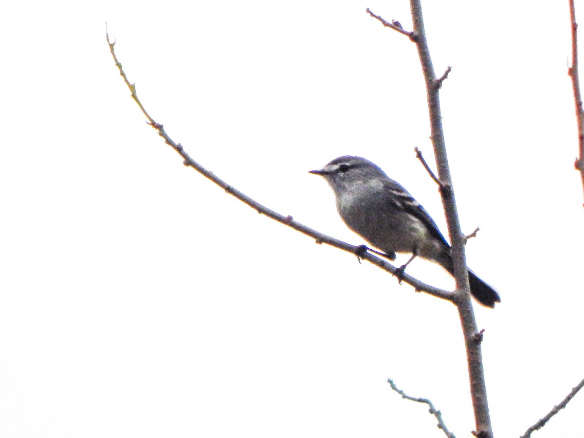 White-crested Tyrannulet (White-bellied) - ML623718820