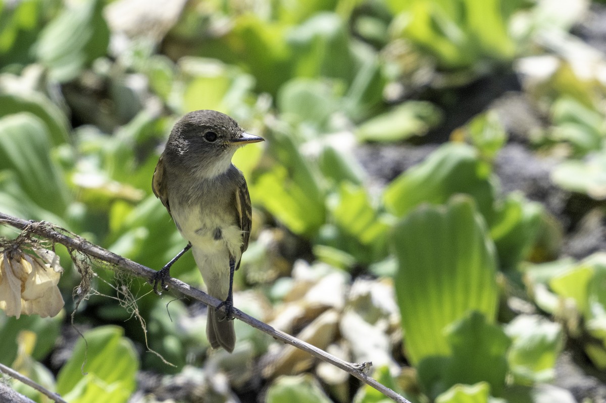 Willow Flycatcher - ML623718828