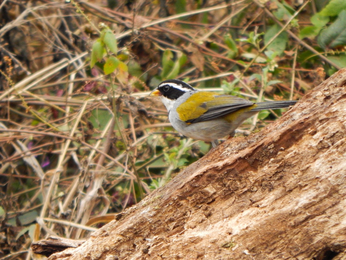 Moss-backed Sparrow - ML623718830