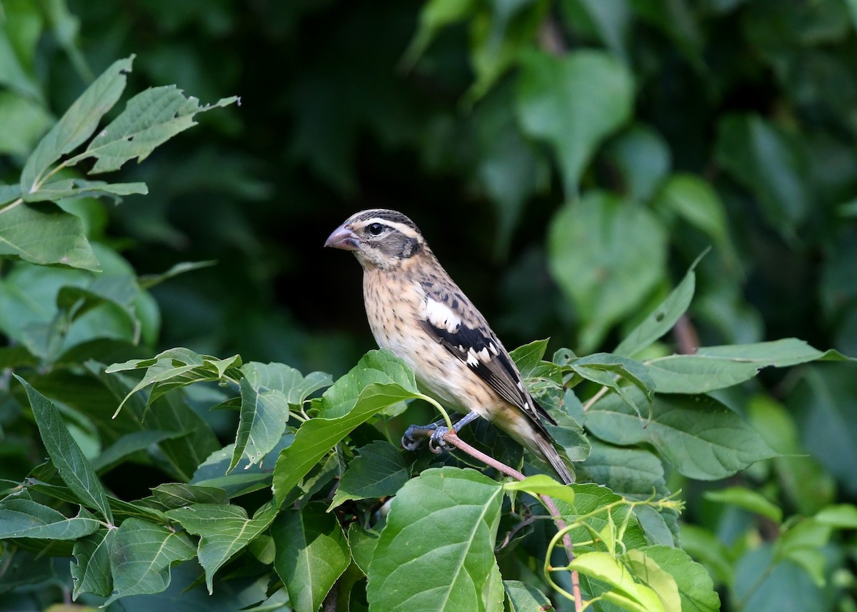 Rose-breasted Grosbeak - Gary Chapin