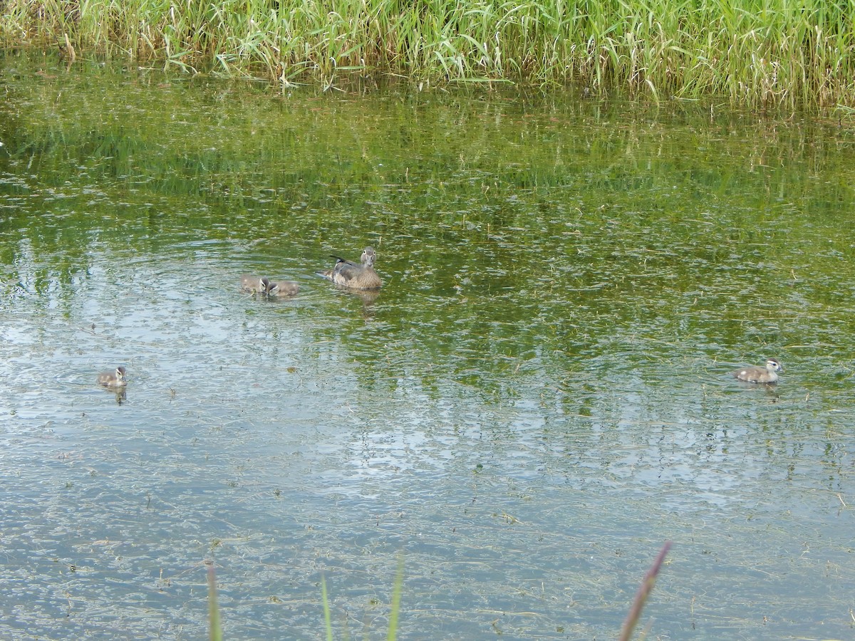 Canard branchu - ML623718877