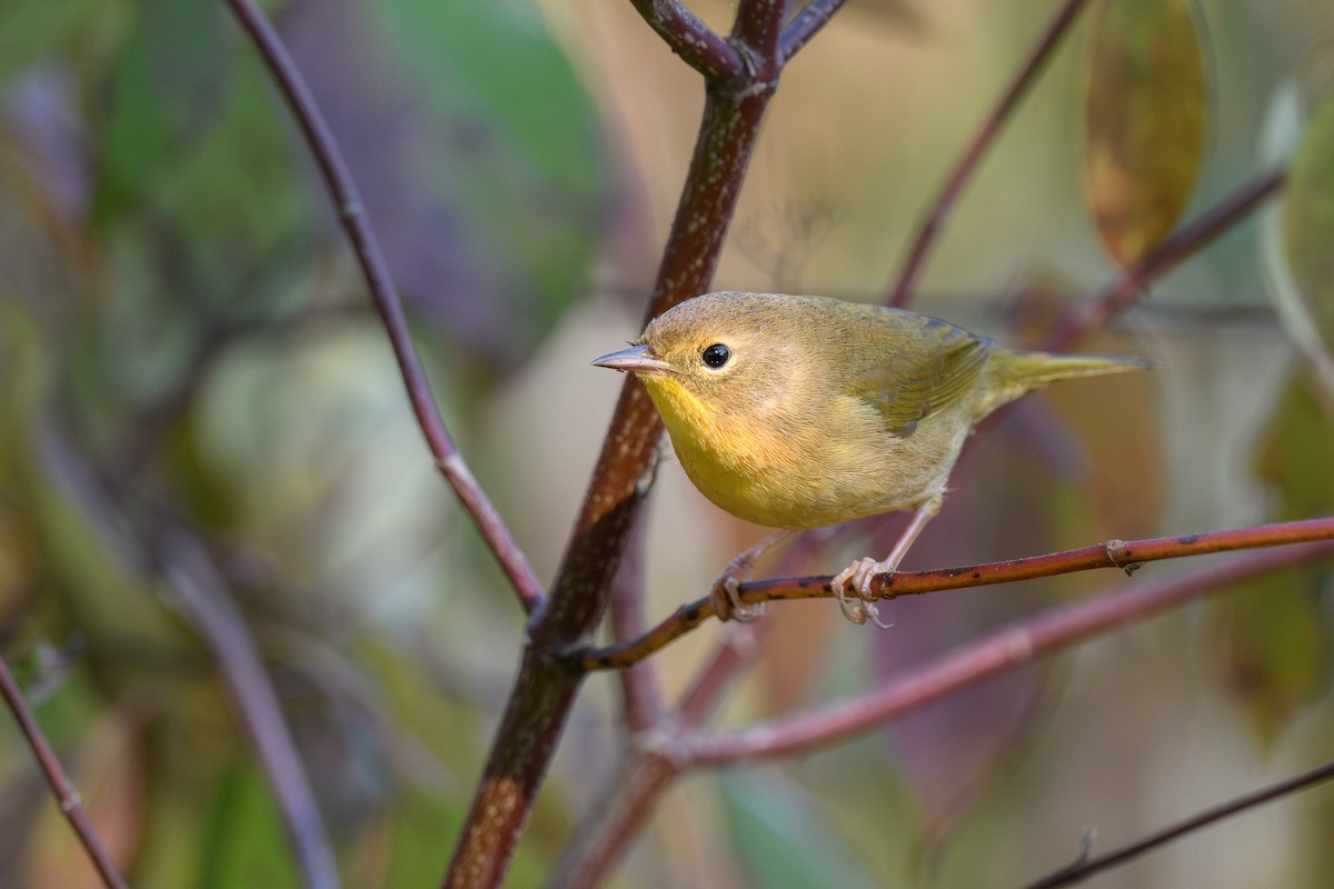 Common Yellowthroat - ML623718883