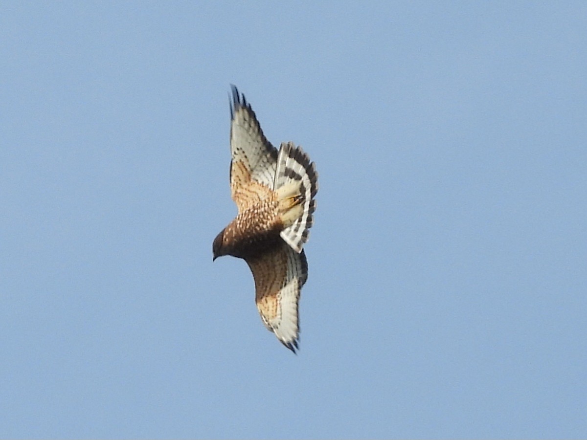 Broad-winged Hawk - ML623718886