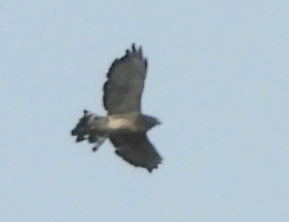 Broad-winged Hawk - ML623718887