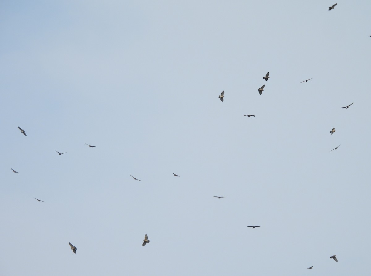 Broad-winged Hawk - Rob Routledge