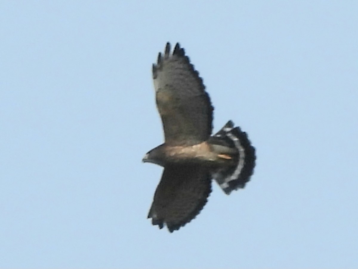 Broad-winged Hawk - ML623718890