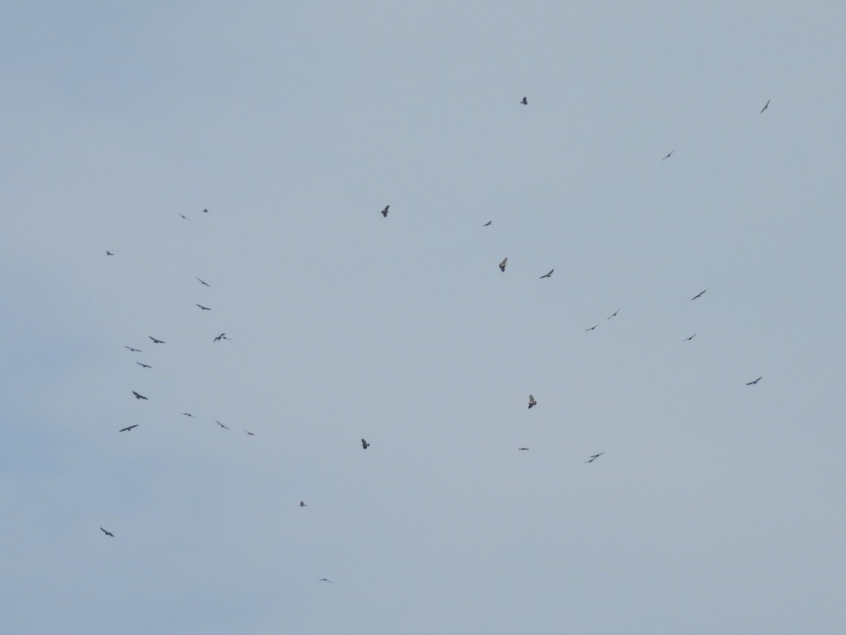 Broad-winged Hawk - ML623718891