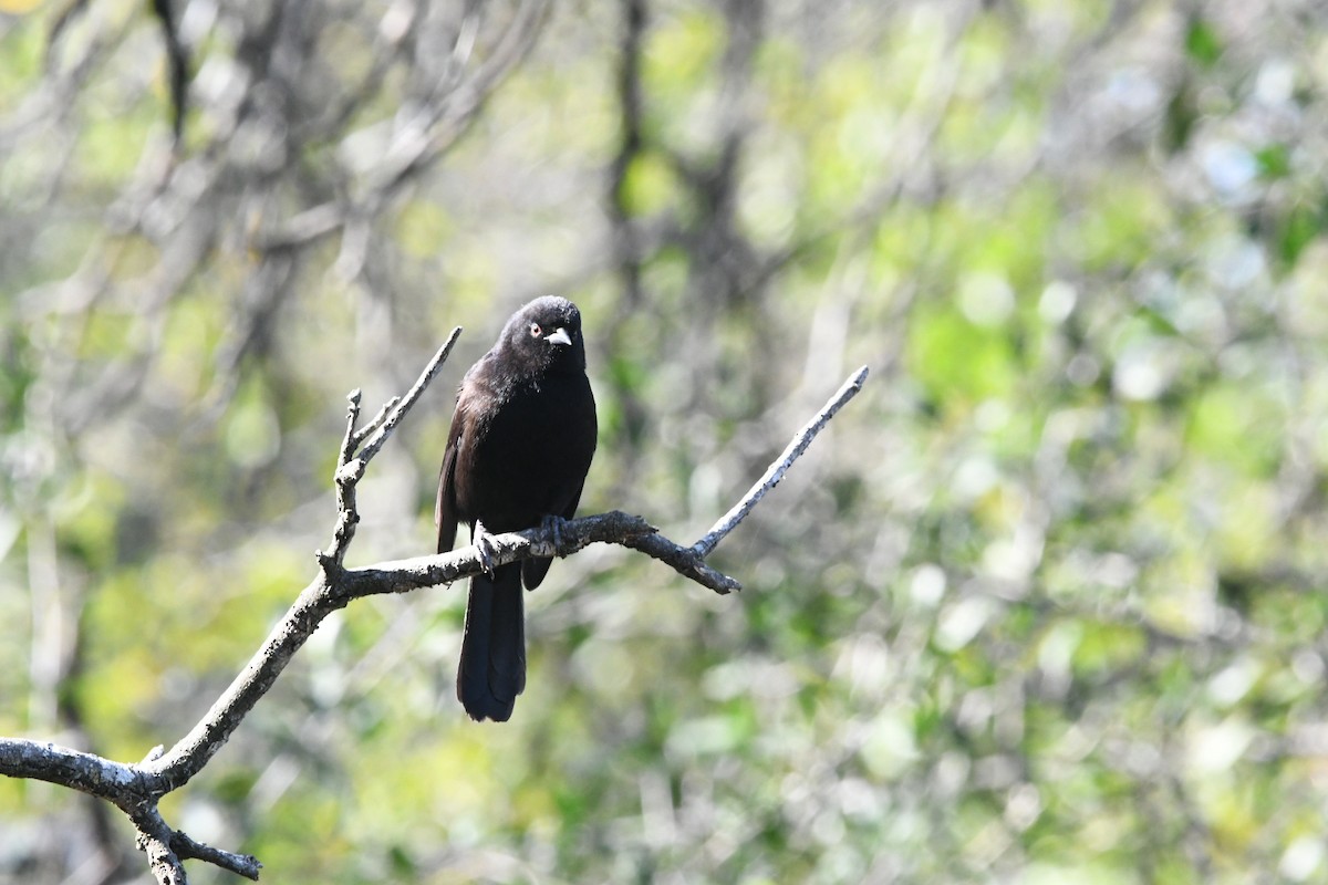 Variable Oriole - ML623718897