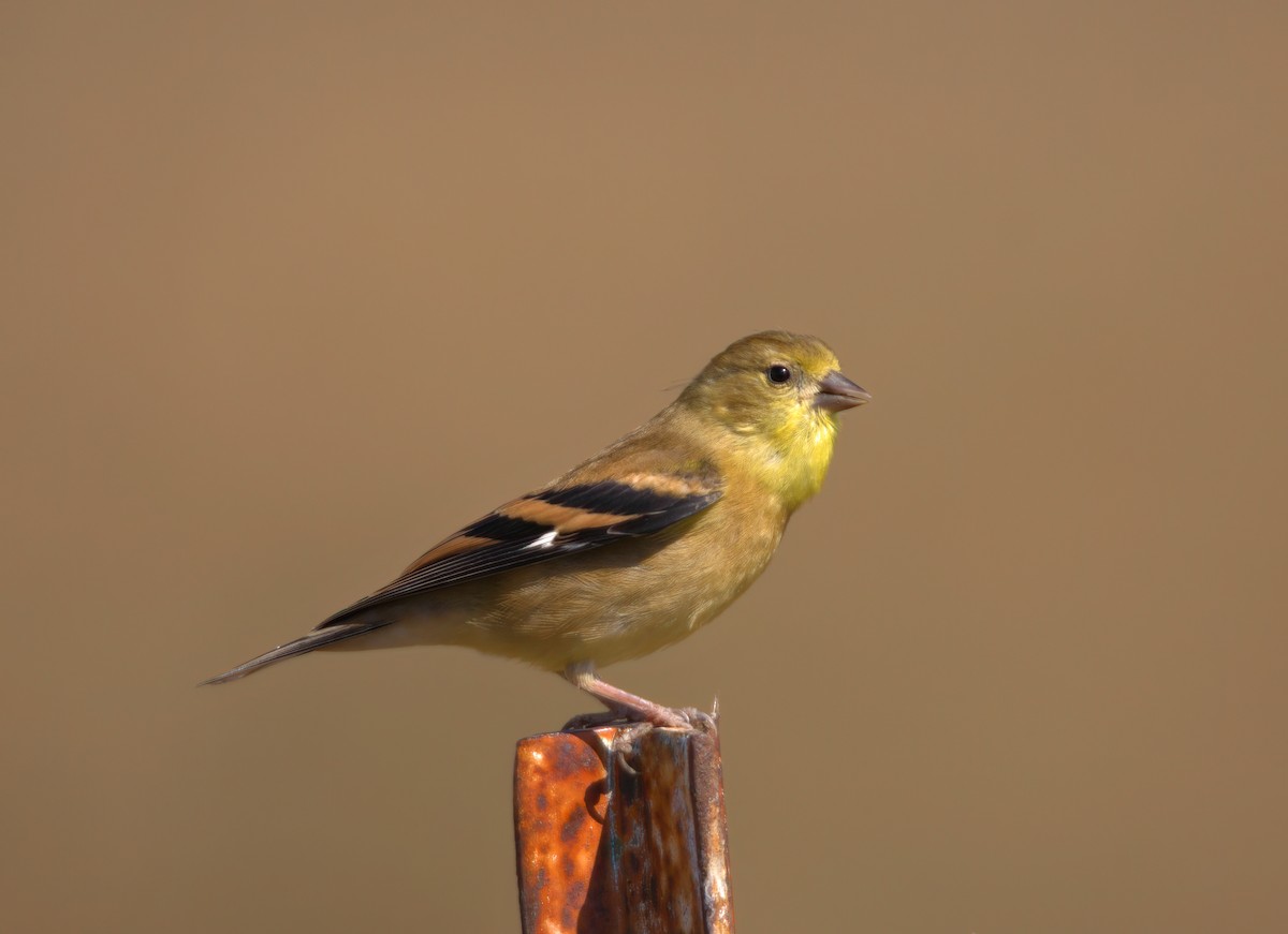 American Goldfinch - ML623718913