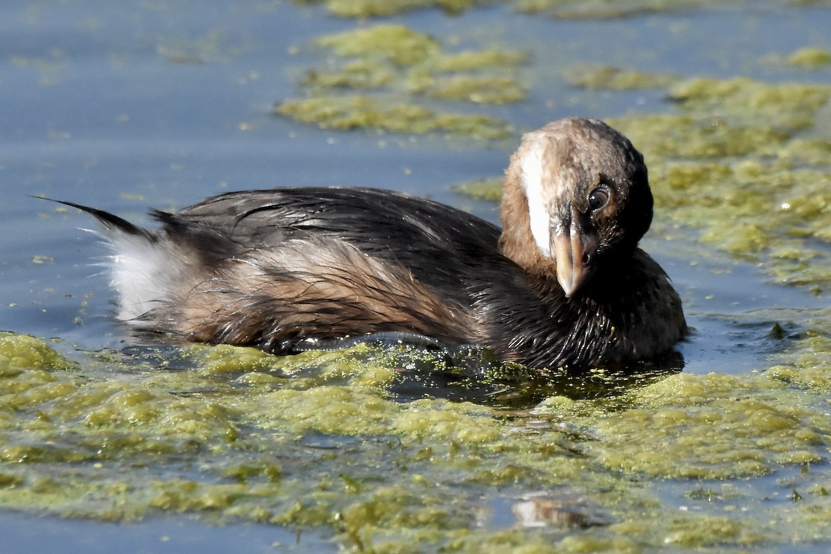 Pied-billed Grebe - ML623718919