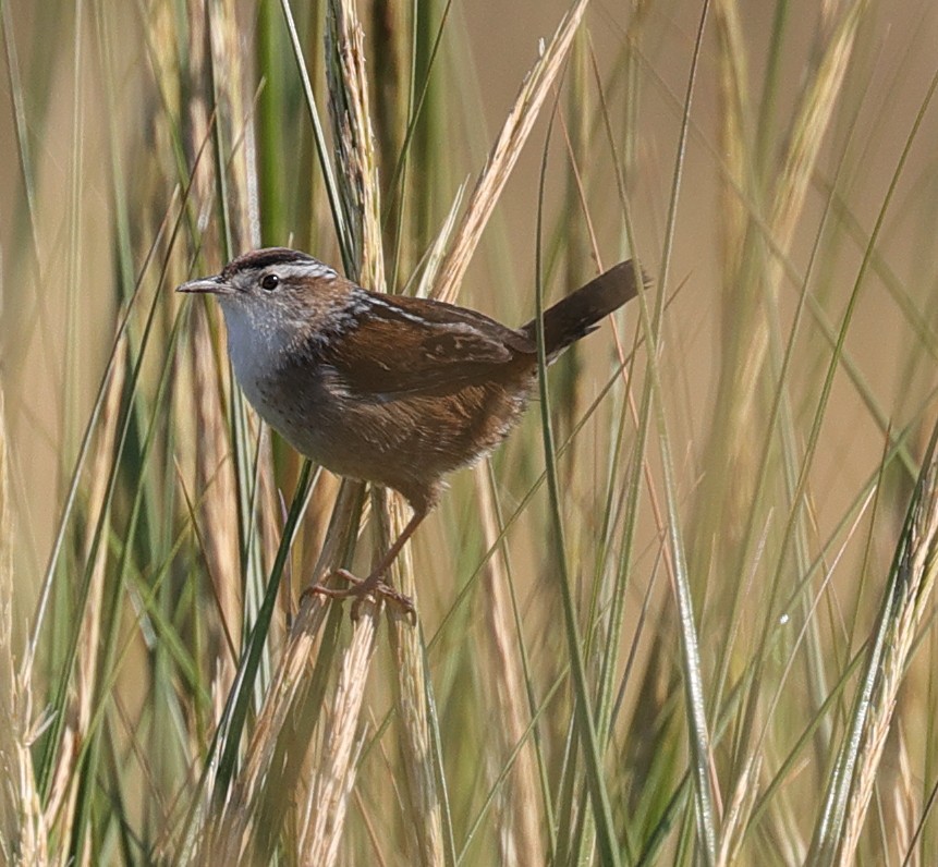 Marsh Wren - ML623718959