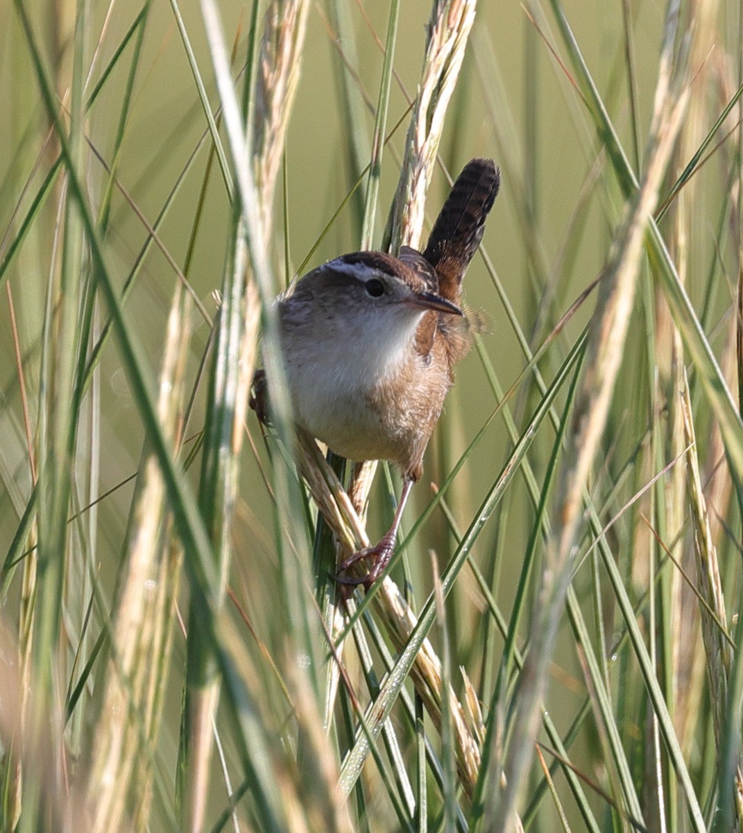 Marsh Wren - ML623718999