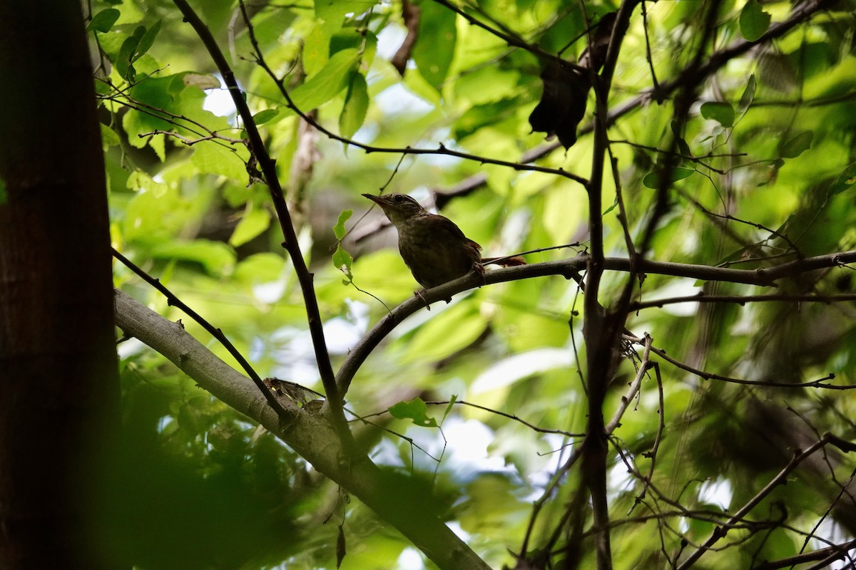 Sinaloa Wren - ML623719028