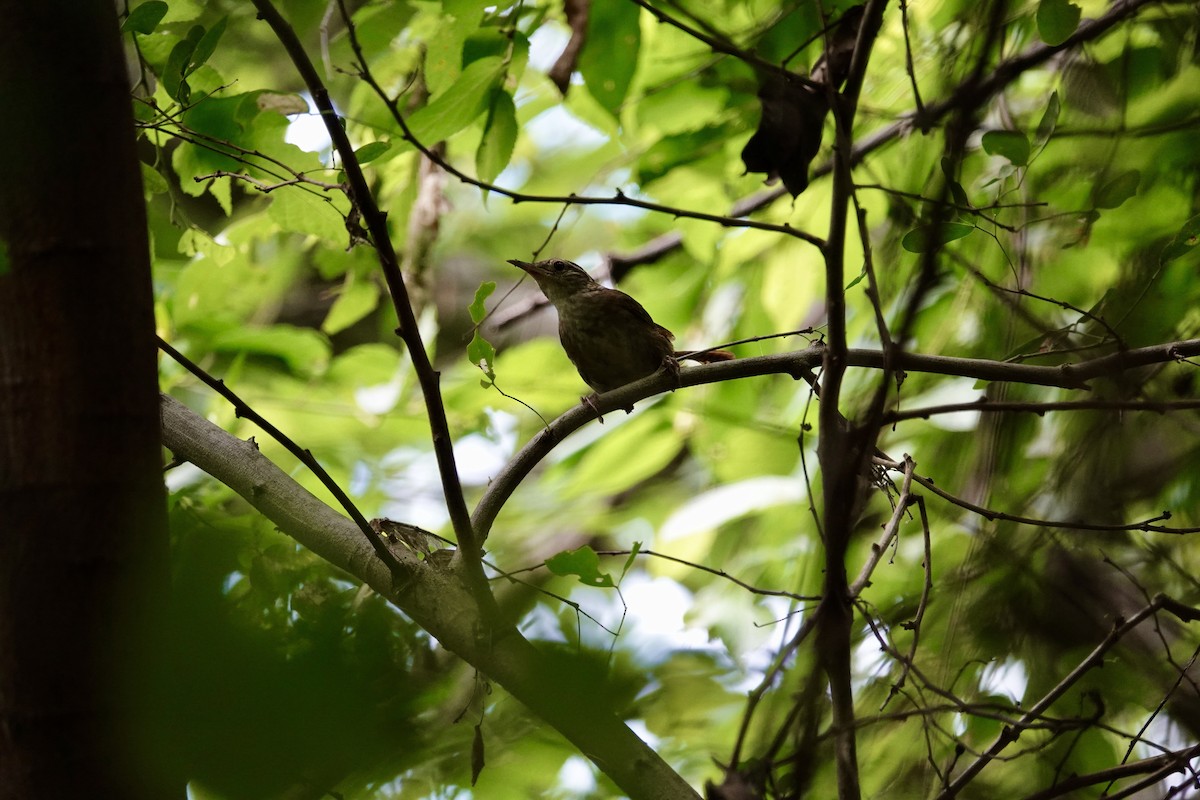 Sinaloa Wren - ML623719029