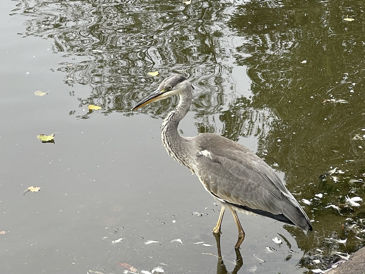 Gray Heron - ML623719031